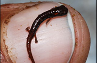 salamander_dwarf.jpg